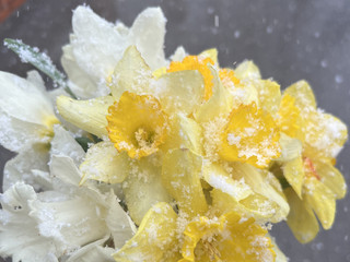 Thanks @4rr2na 🌸🌺🌷