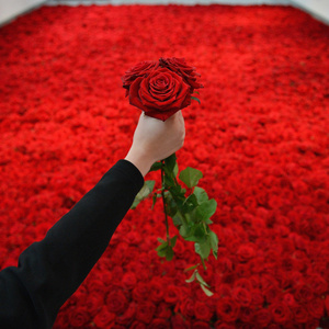 A Million Scarlet Roses