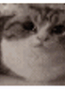 lialialialia ebanushka  photo 14584550