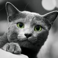 fatcat48
