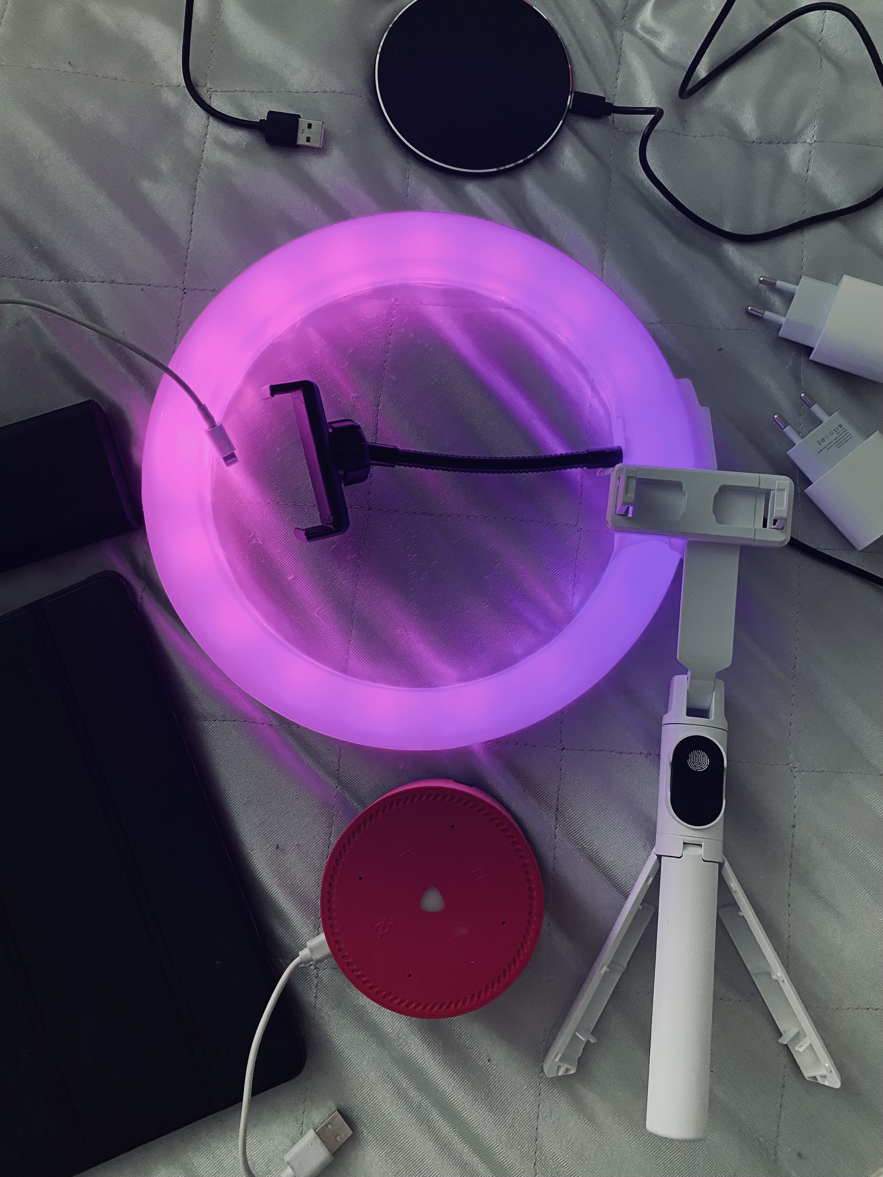 cute_bunny Shooting image: 1