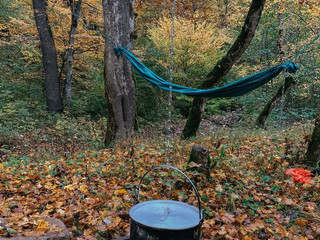 Walking in the forest