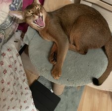 Foxychpoksy