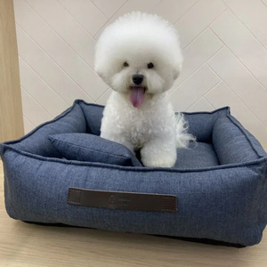 Bichon Frise dog