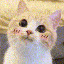 -murmeow