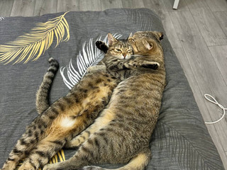 Kittens Sonya and Bonya