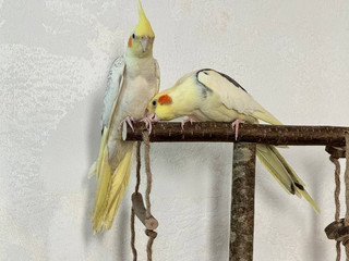 Little Grazia and Ricci