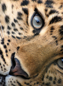 brn111222 кпк photo 13194342