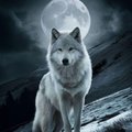 Wolf79