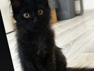 котик - Люци