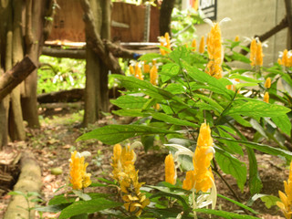 Golden blooms from my garden’s heart