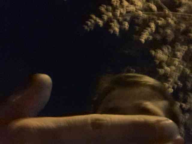 Larikd