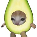 avocadocat