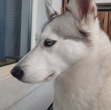 Artemis008spb