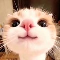 kaimonvipman