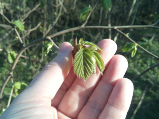 Spring