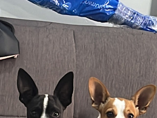 My street dog foundation, help them.