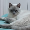Elena77777a