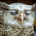 OwlLover