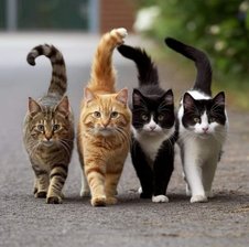 Lucky_Cat
