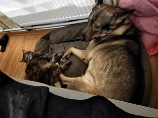 Котики песики