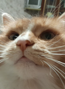 Sanek-valerok My Photos photo 14626733