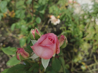 My Photos