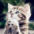 Lubitel345