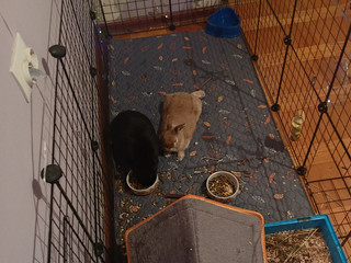 My pets