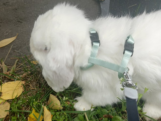 My fluffy white one🤍