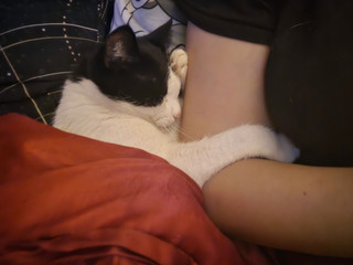 my cats