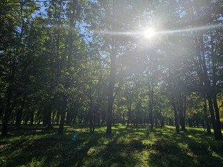 Landscapes