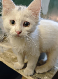 Mikonasiti My Photos photo 14746174