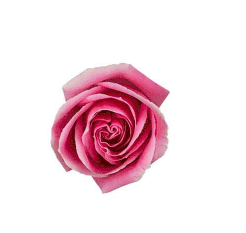 AliciaRockwell Welcome to my page! image: 3