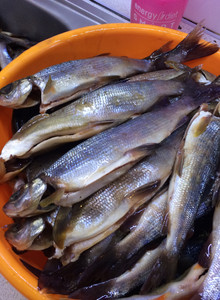 KIN- 2 photo 14844520