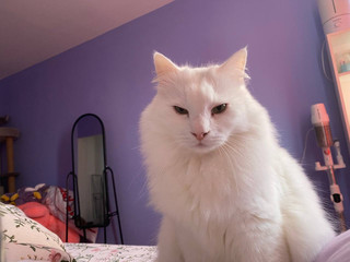 Simba (with a pink tail)