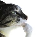 SlideCat