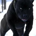 ChechenSnow