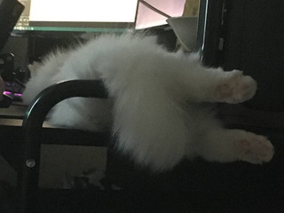 My kitties