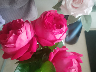 🌺Flowers
