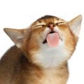 Dodldkbzb