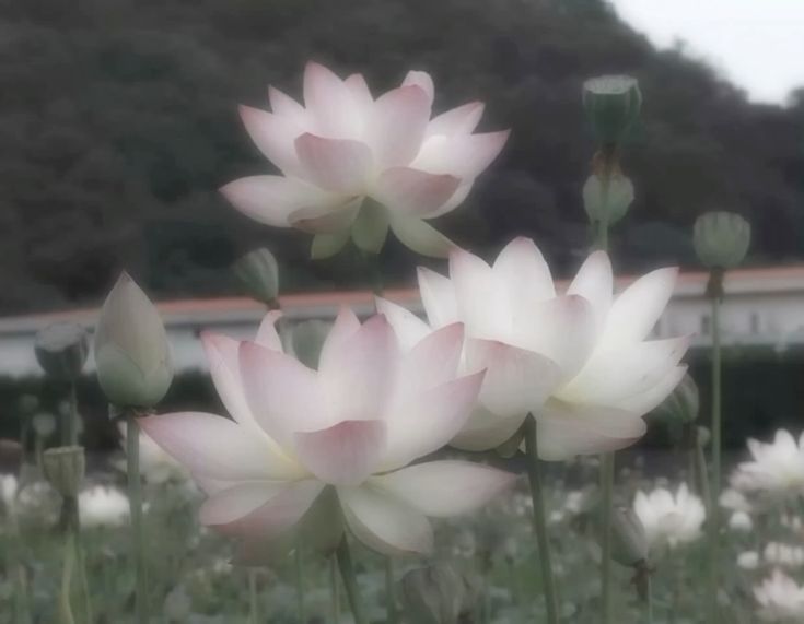 HeyNanna `(*>﹏<*)′ image: 1