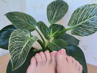 Foot fetish, pedicure.