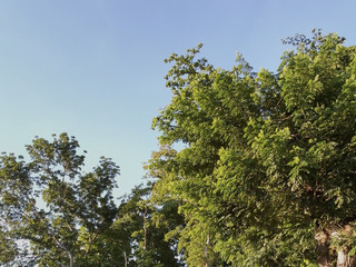Meya