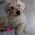 Lamianro