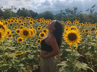 Petals & Sunsets