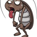 Cucaracha