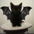 kittylove6666