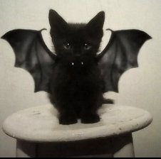 kittylove6666