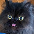 SmookieWookie